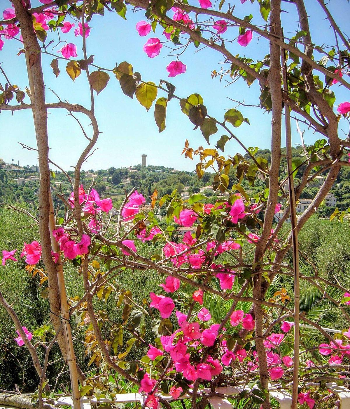 Bougainvillea mit Blick